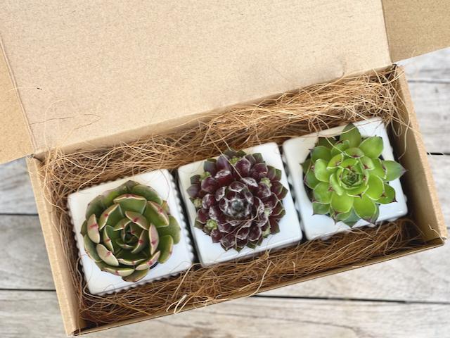 Trio succulents in designer ceramic pots - small succulent gift box