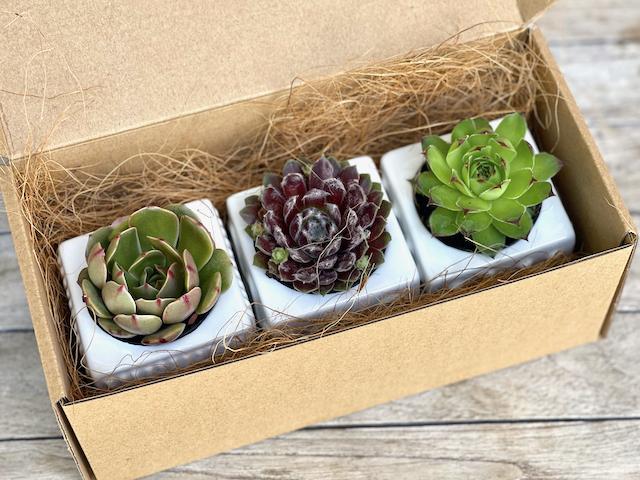 Trio succulents in designer ceramic pots - small succulent gift box