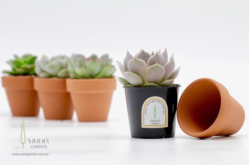 Succulent in Terracotta Pot - Terracotta succulent gift