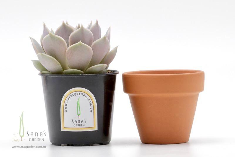 Succulent in Terracotta Pot - Terracotta succulent gift