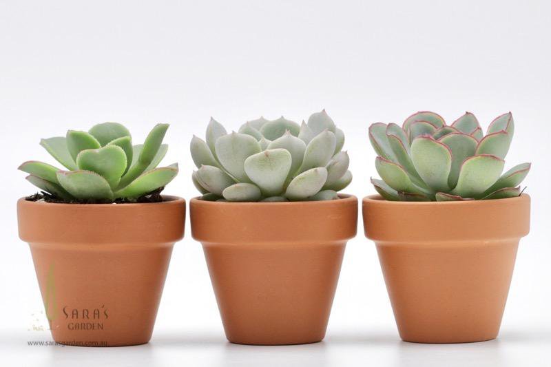 Succulent in Terracotta Pot - Terracotta succulent gift