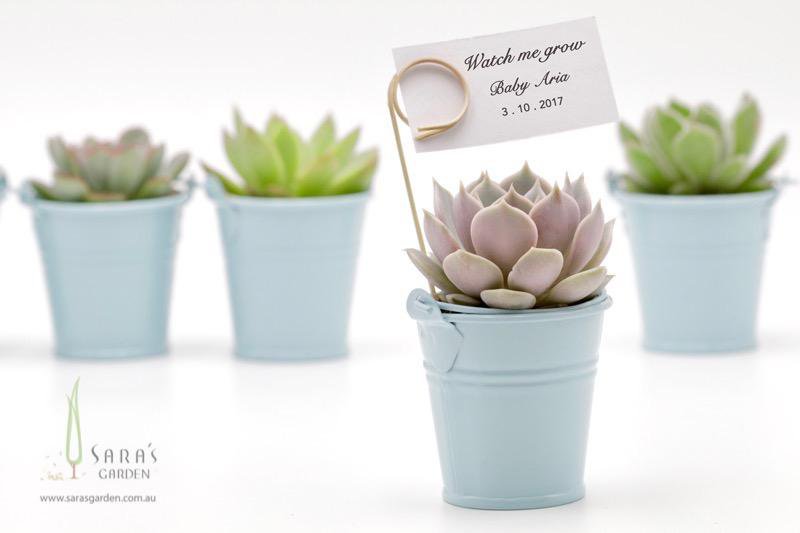 Succulent in Tin Bucket - Blue