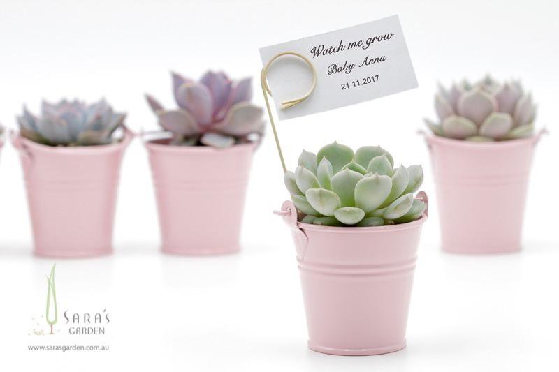 Succulent in Tin Bucket - Pink