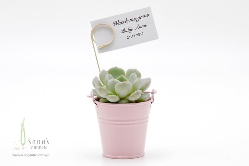 Succulent in Tin Bucket - Pink