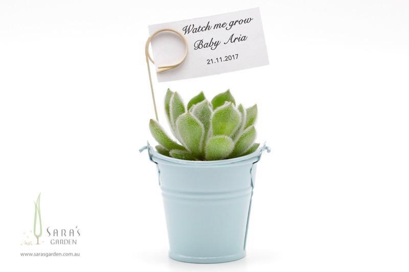 Succulent in Tin Bucket - Blue