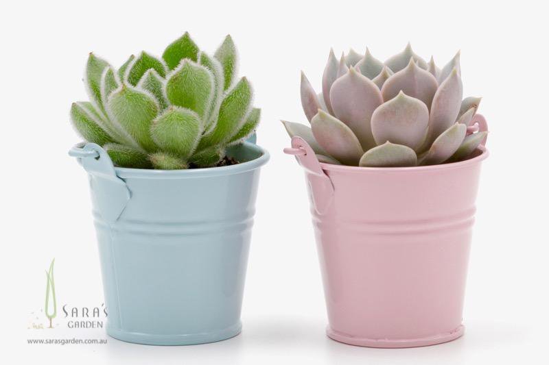 Succulent in Tin Bucket - Pink