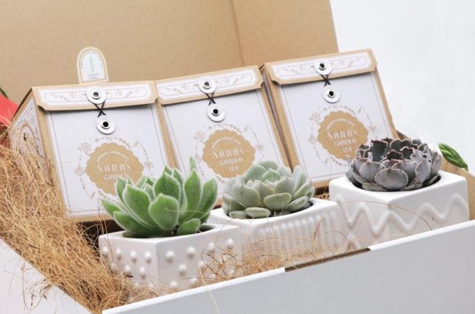 Succulents & Tea Gift Box No.2