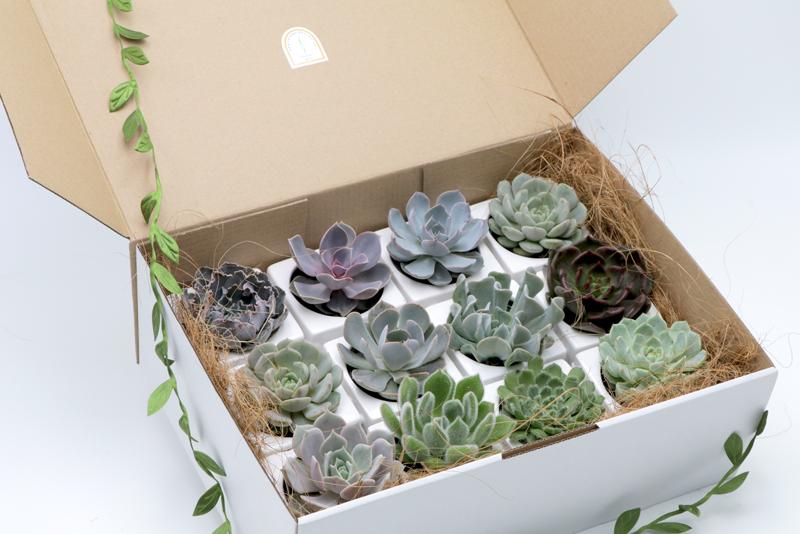 Potted Succulents Gift Box - Set of 12