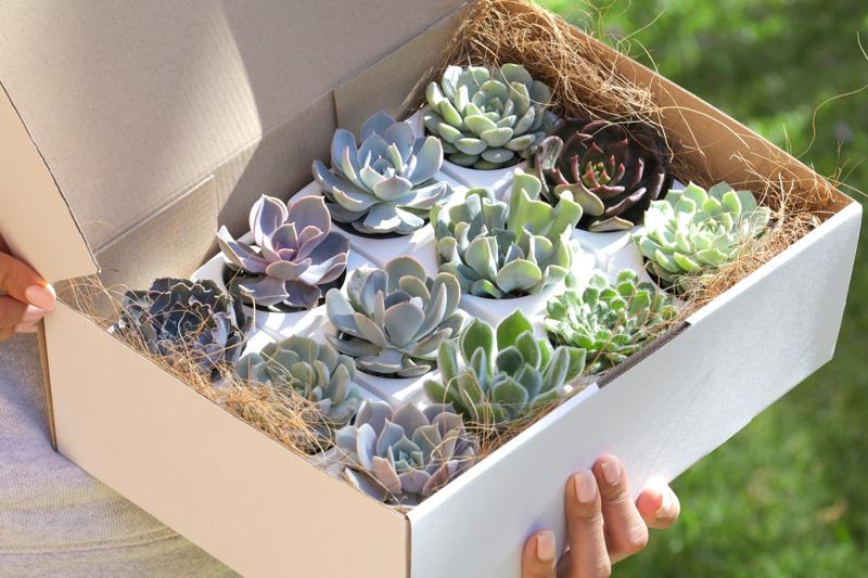 Potted Succulents Gift Box - Set of 12