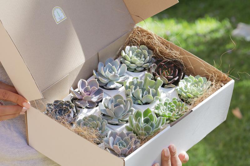 Potted Succulents Gift Box - Set of 12