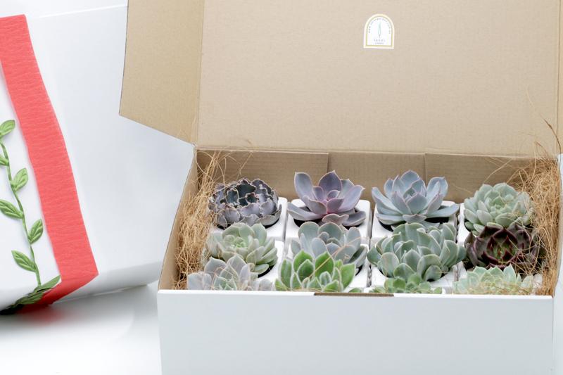 Potted Succulents Gift Box - Set of 12