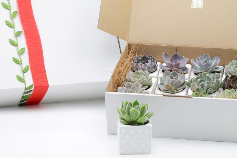 Potted Succulents Gift Box - Set of 12