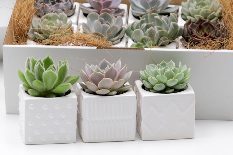 Potted Succulents Gift Box - Set of 12