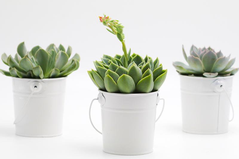 Succulent in White Tin Bucket - 12 CM