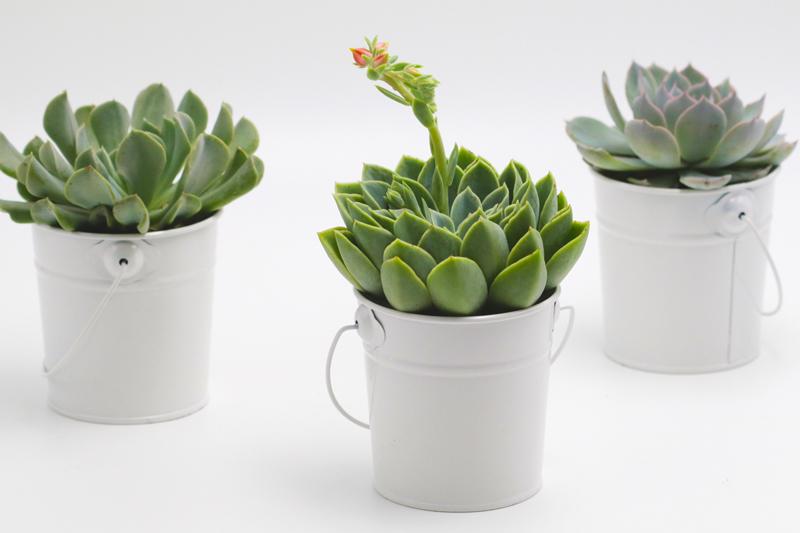 Succulent in White Tin Bucket - 12 CM