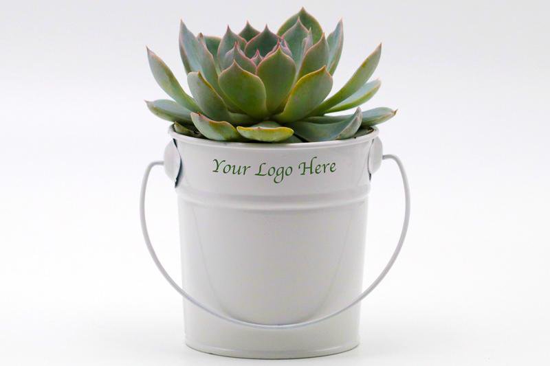 Succulent in White Tin Bucket - 12 CM