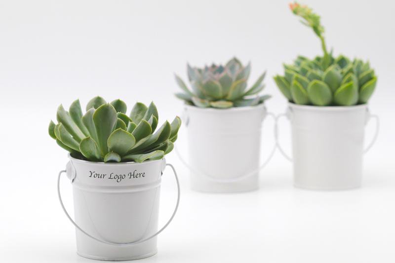 Succulent in White Tin Bucket - 12 CM