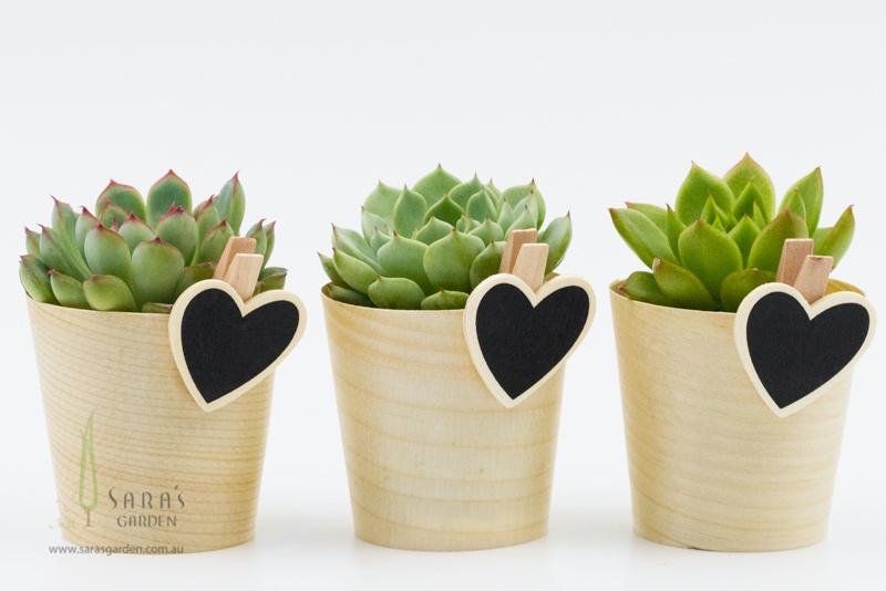 Mini Potted Succulent - Gift Wrapped