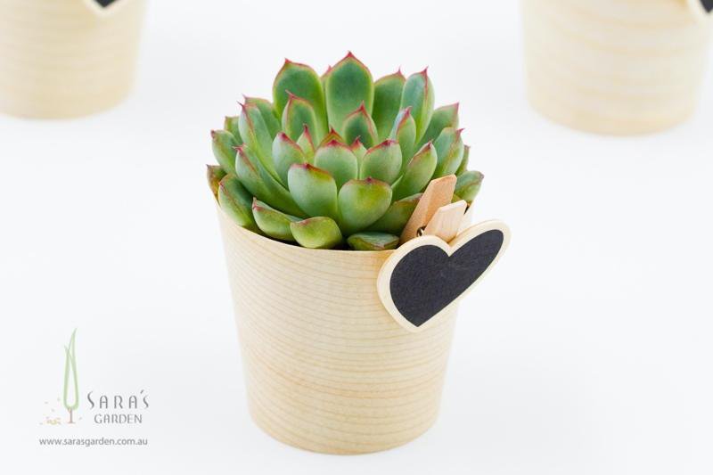 Mini Potted Succulent - Gift Wrapped