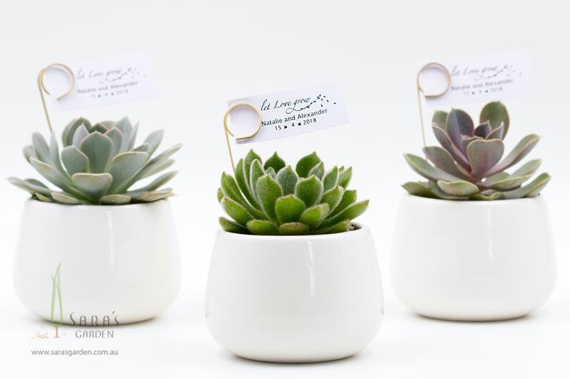 Succulent in White Ceramic Bowl