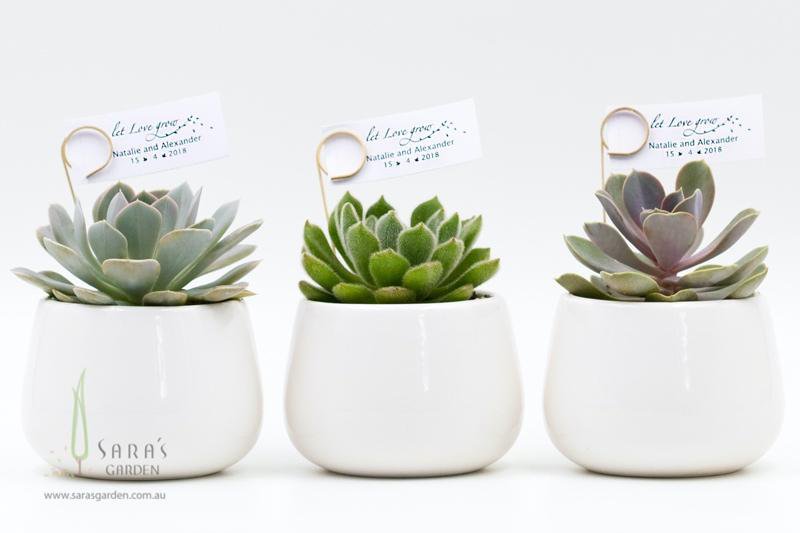 Succulent in White Ceramic Bowl