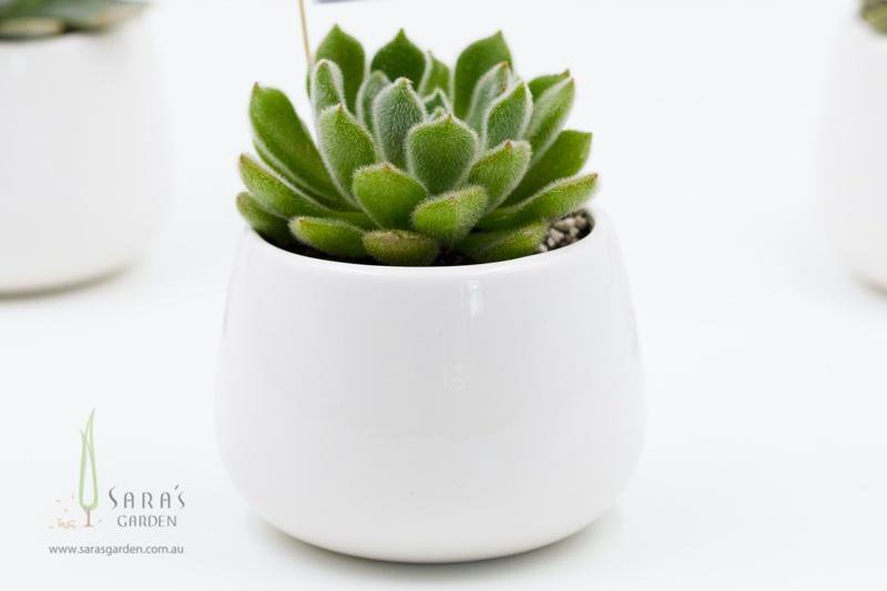 Succulent in White Ceramic Bowl