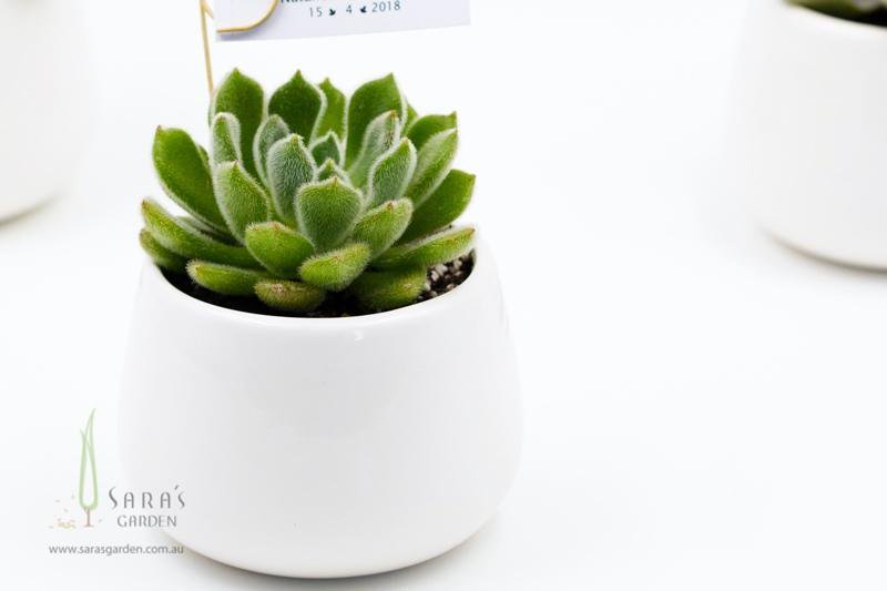 Succulent in White Ceramic Bowl