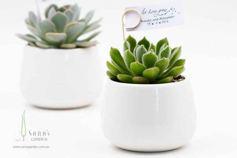 Succulent in White Ceramic Bowl