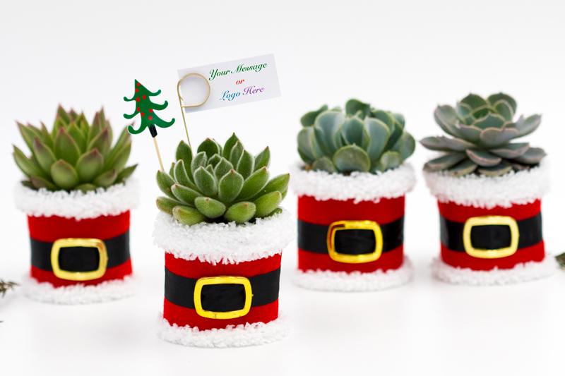 Santa Succulent Gift