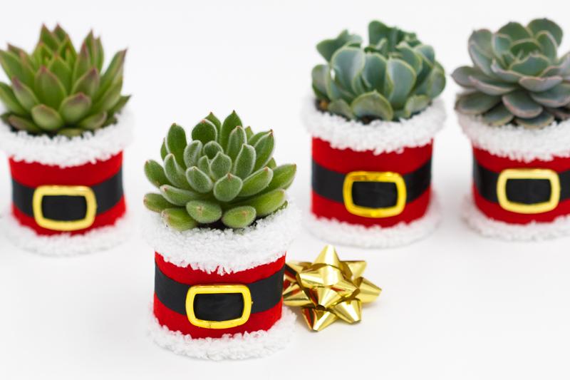 Santa Succulent Gift