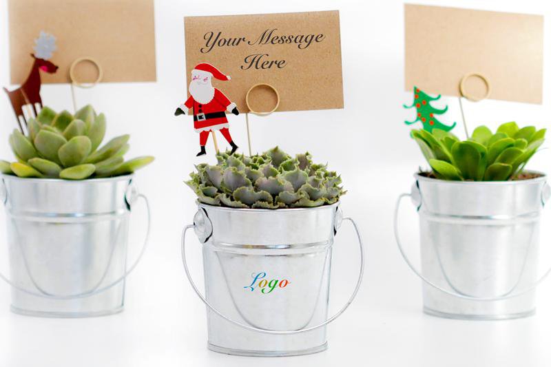 Succulent Christmas Gift in a Silver Pot - 9cm