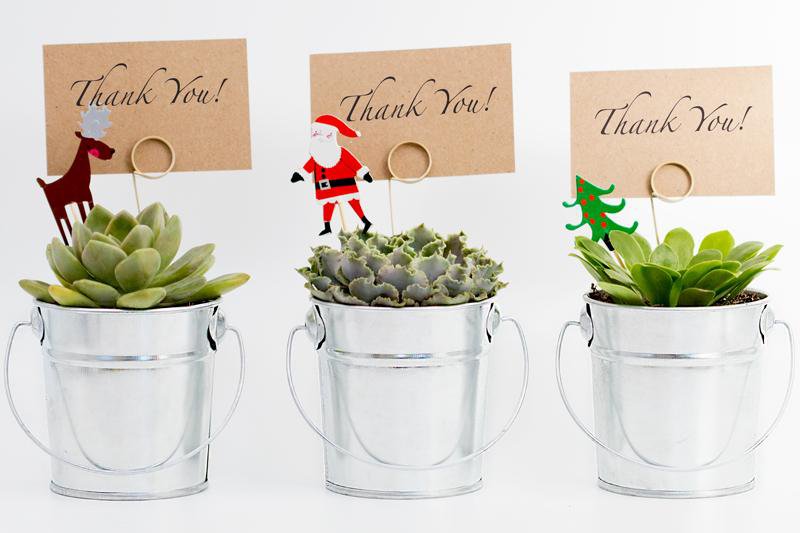 Succulent Christmas Gift in a Silver Pot - 9cm