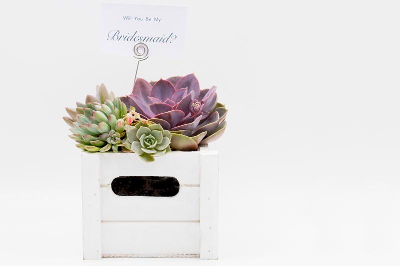 Succulent Arrangement in Wooden Box