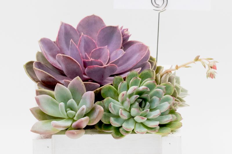 Succulent Arrangement in Wooden Box