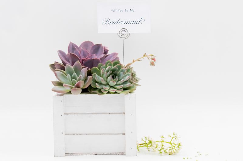 Succulent Arrangement in Wooden Box