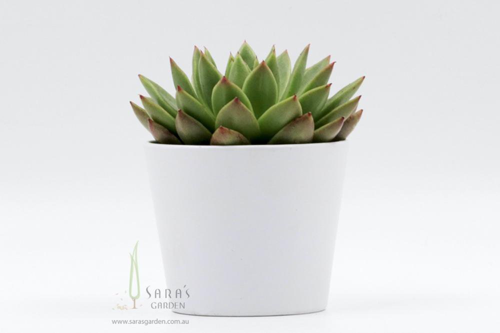 Succulent in Cone Ceramic Pot - Large