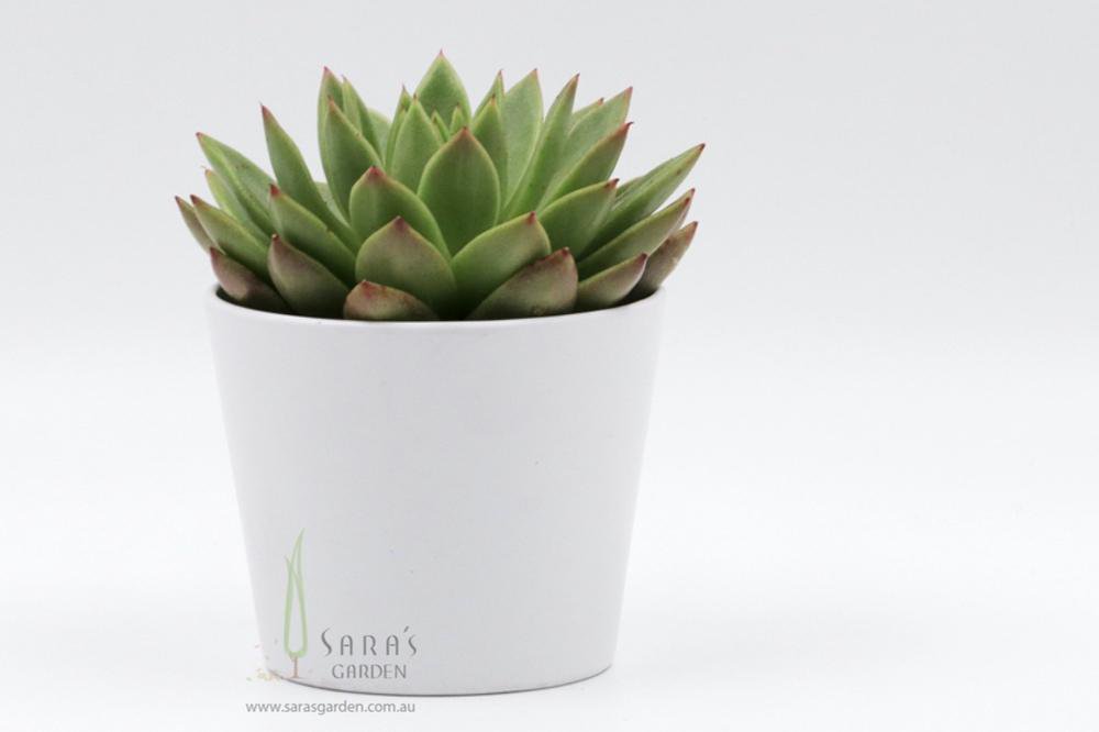 Succulent in Cone Ceramic Pot - Large