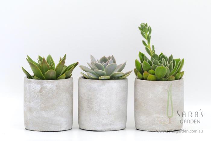 Large Concrete Potted Succulent Gift