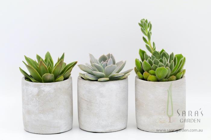 Large Concrete Potted Succulent Gift