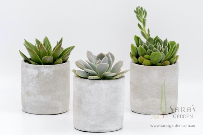 Large Concrete Potted Succulent Gift