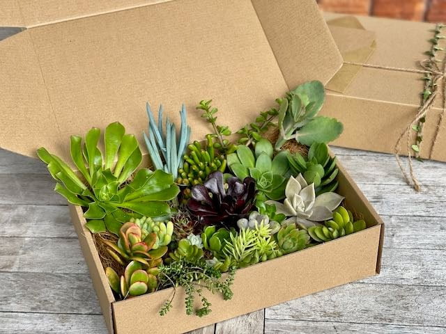Succulent Cutting Gift Box With Instruction
