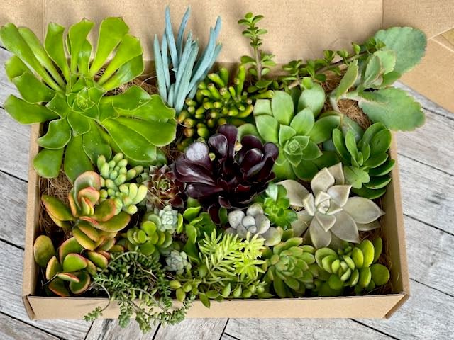 Succulent Cutting Gift Box With Instruction