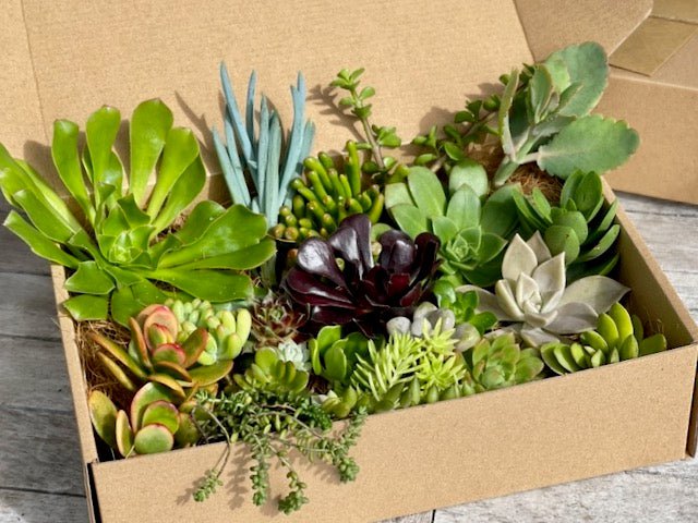 Succulent Cutting Gift Box With Instruction