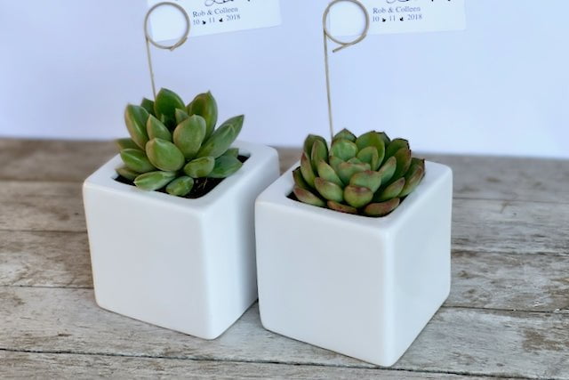 Succulent in 7cm square ceramic pot