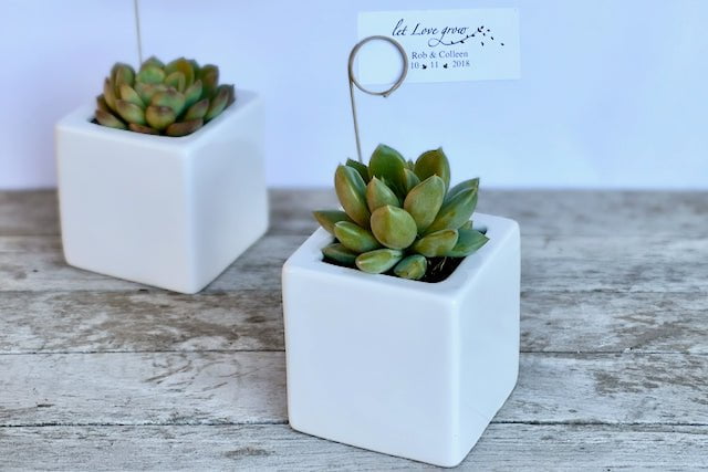 Succulent in 7cm square ceramic pot