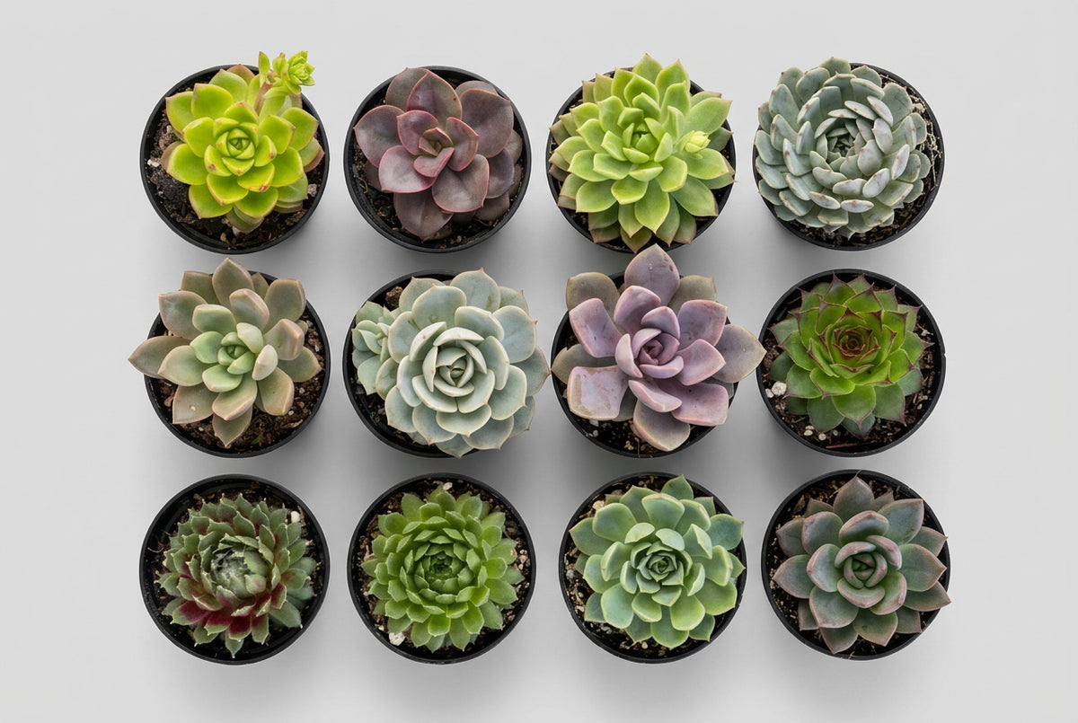 Succulent mix gift box - pack of 12