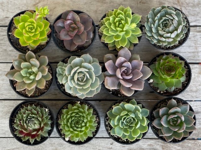 Succulent mix - pack of 12