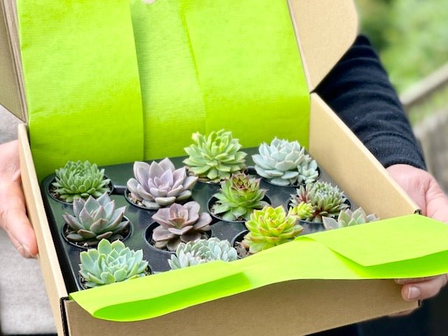 Succulent mix - pack of 12