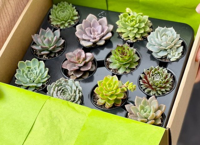 Succulent mix - pack of 12