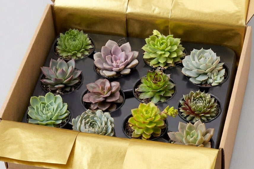 A gift box containing set of 12 various colourful small potted succulent plants arranged neatly inside.